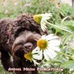 Which are poisonous plants for pets?