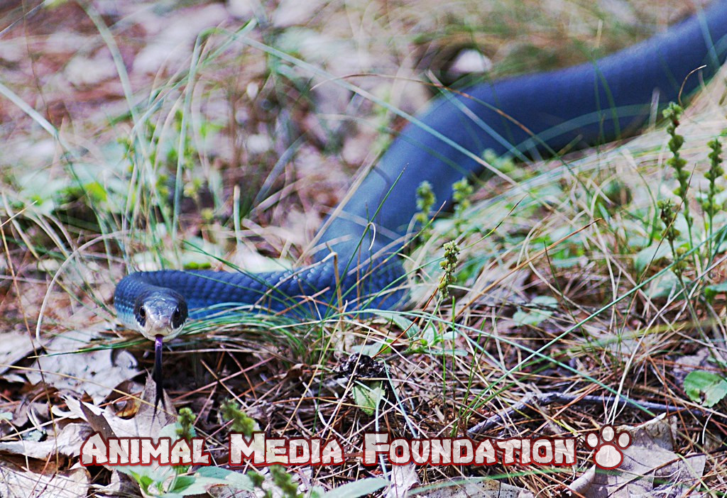 What is the blue racer snake?