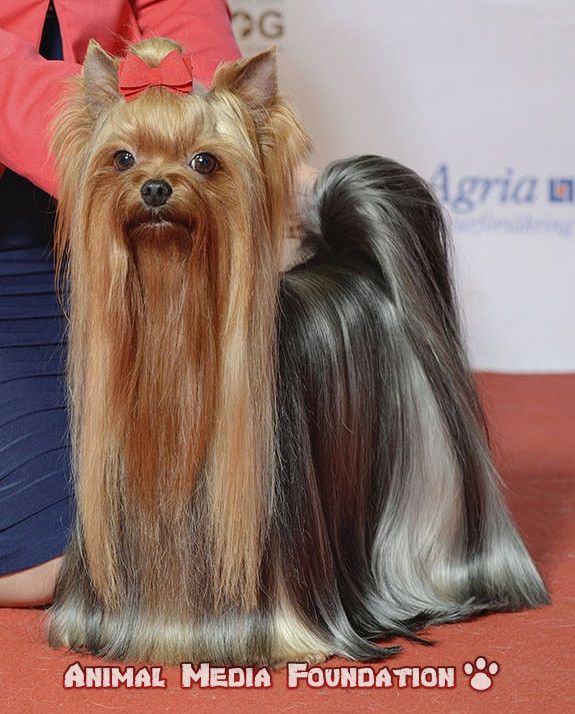 Is a Yorkshire Terrier a good family dog