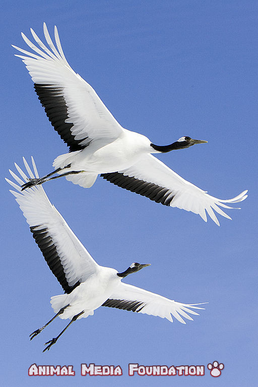 white-naped crane reproduction and development