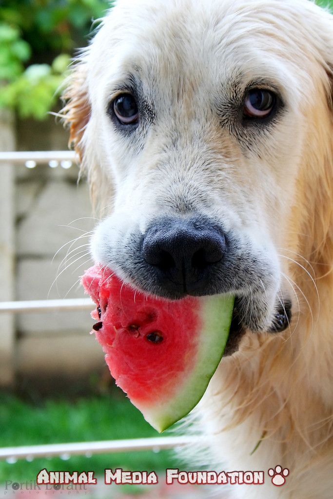 Can dogs eat fruits
