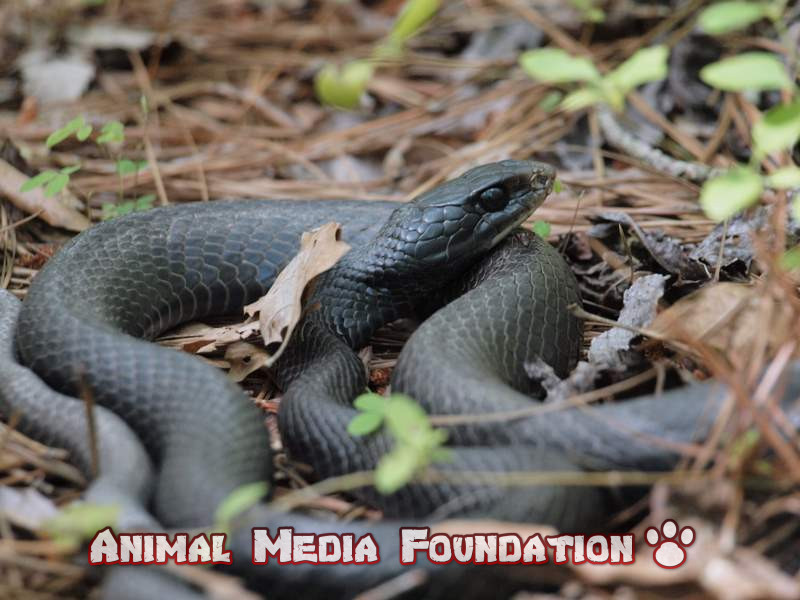 Where does the blue racer snake live?