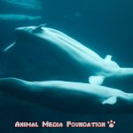 A wonderful white whale has beached in Australia
