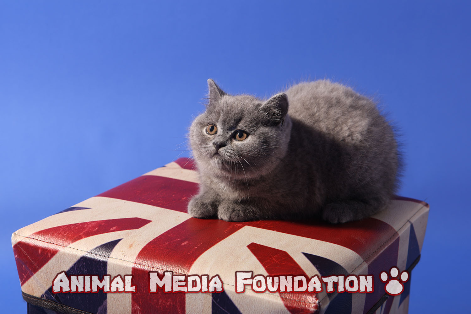 What is British Shorthair and exotic shorthair Max looks like?