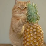 Can cats eat pineapple?