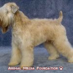 Are soft-coated wheaten terriers good family dogs? 