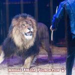 Farewell to the animals in the closest Italian circuses: approved law for gradual stop
