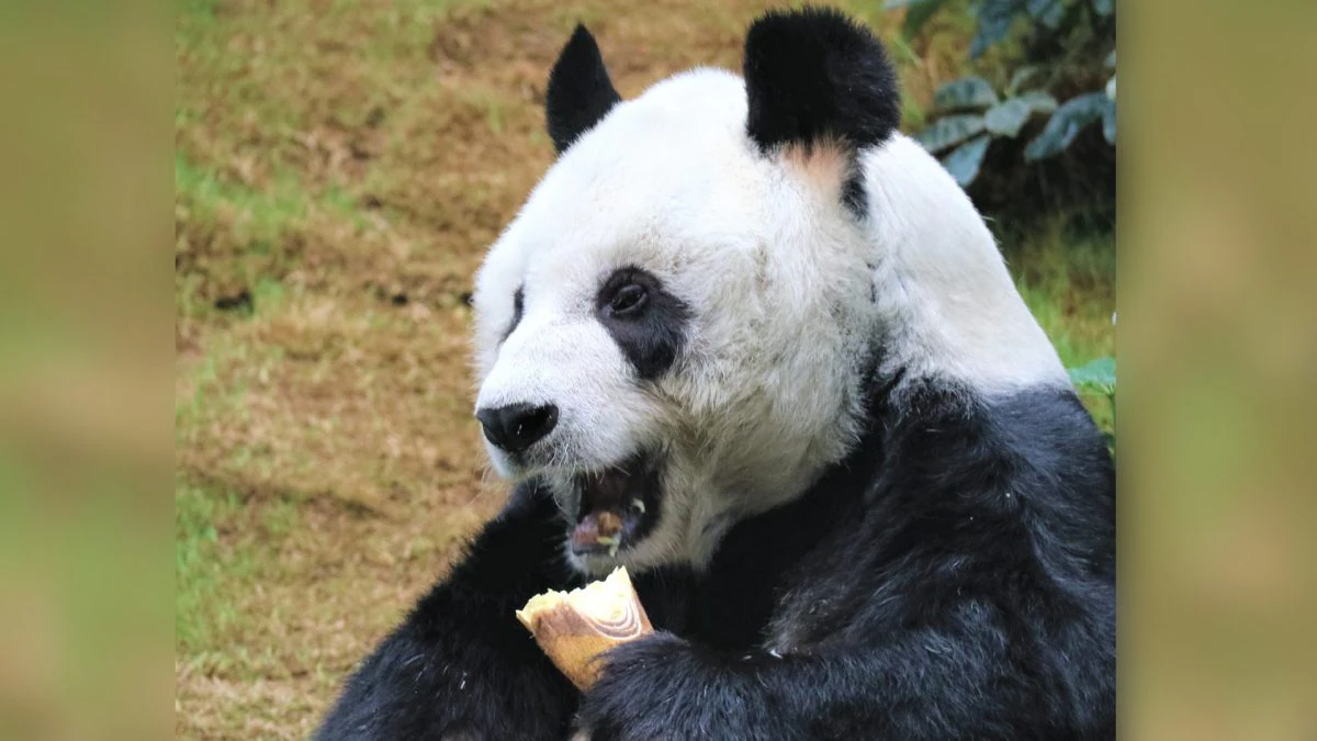 Goodbye An An, the oldest male panda kept in captivity has died at 35