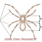 How Many Legs do Spiders Have and Everything Else You Wanted To Know About Them