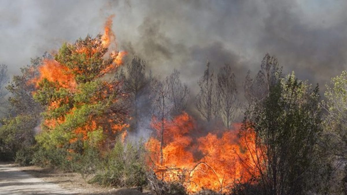 This summer, fires have devoured 425,000 hectares of forests in the EU: the countries most affected