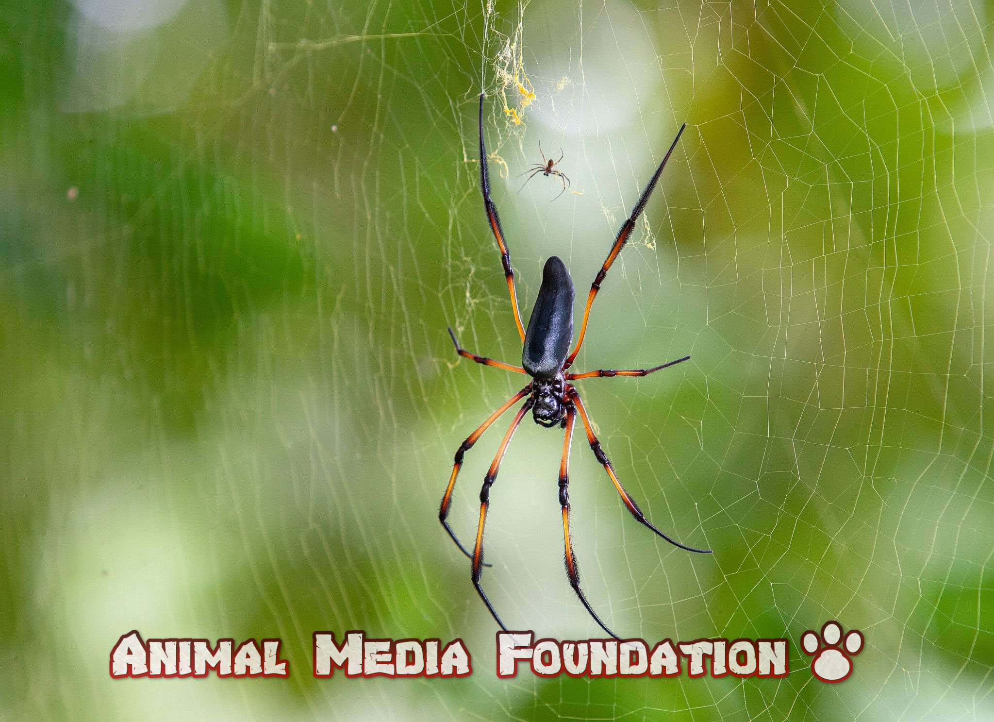 Are spiders classified as insects? - Animal Media Foundation