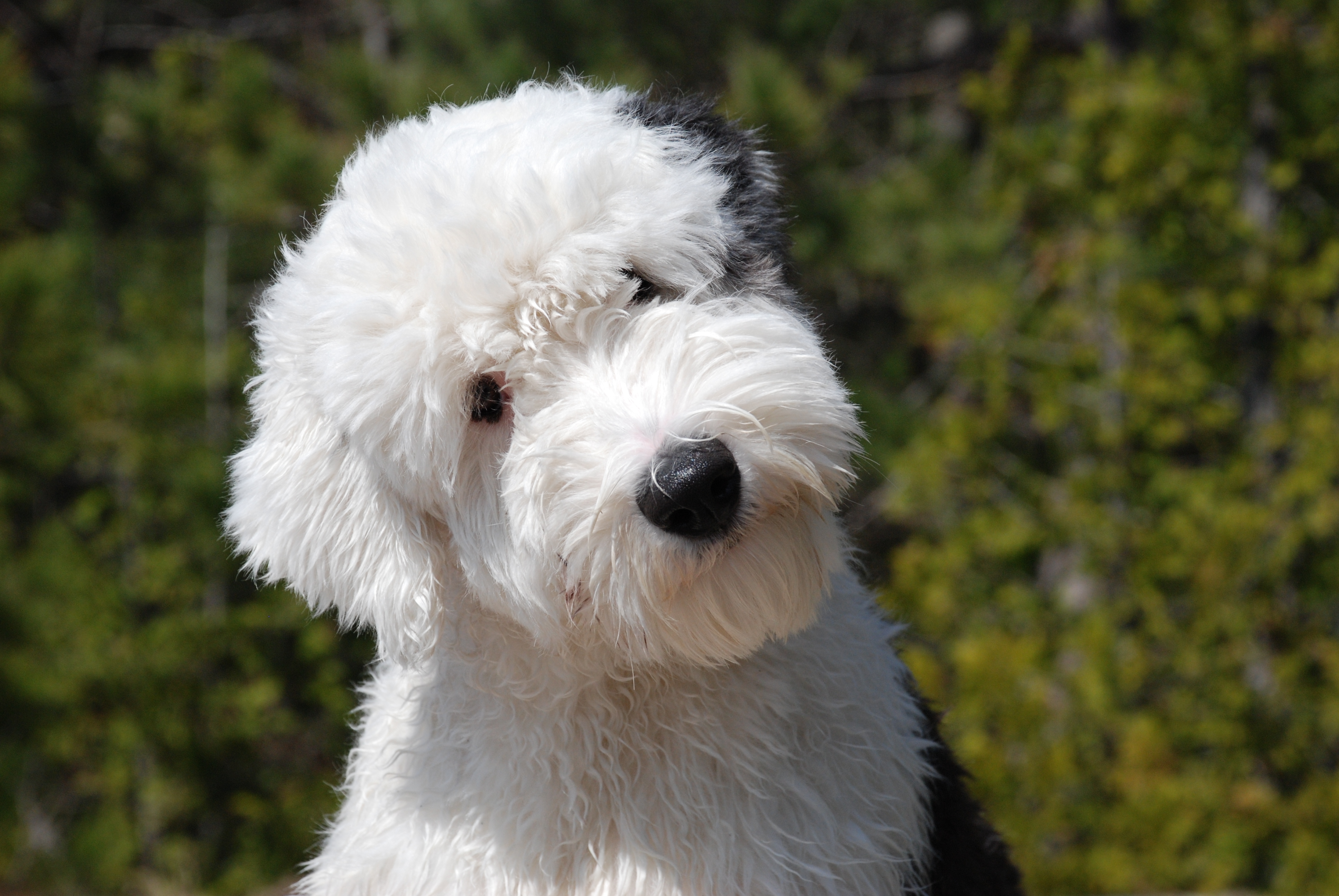 What are the best places to get a hypoallergenic dog?