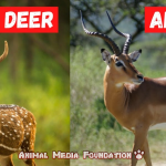 Deer vs Antelope: What Sets Them Apart?