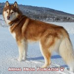 Are Siberian Husky good family dogs?
