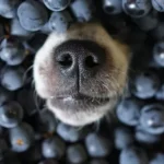 Can dogs eat blueberries?