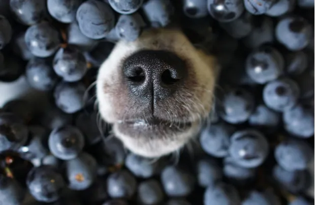 Can dogs eat blueberries