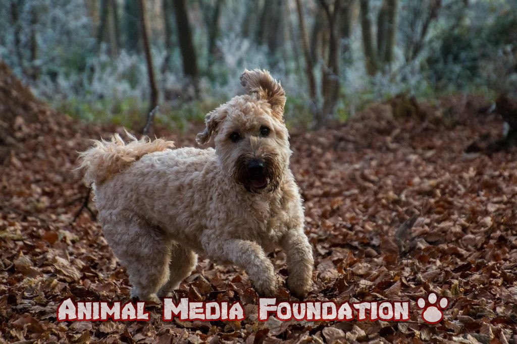 soft-coated wheaten terriers