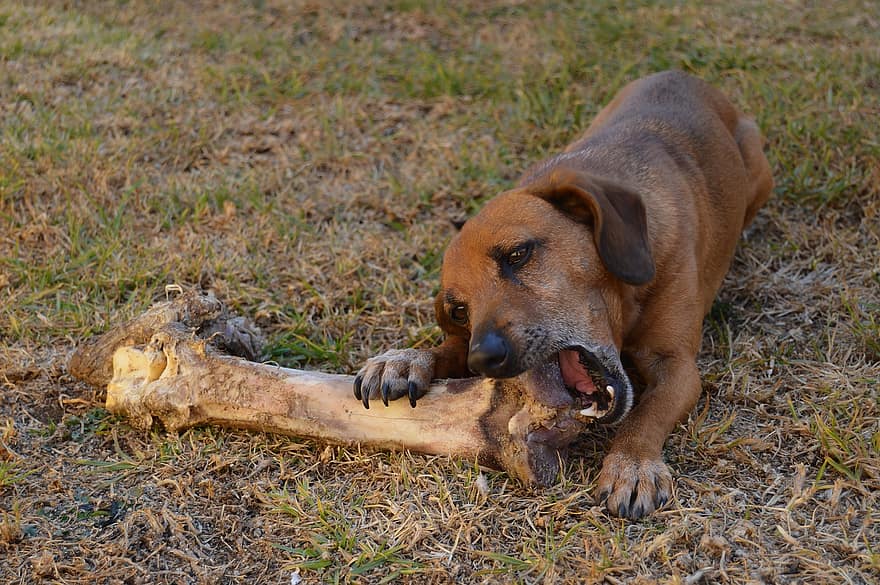 can dogs eat cooked bones