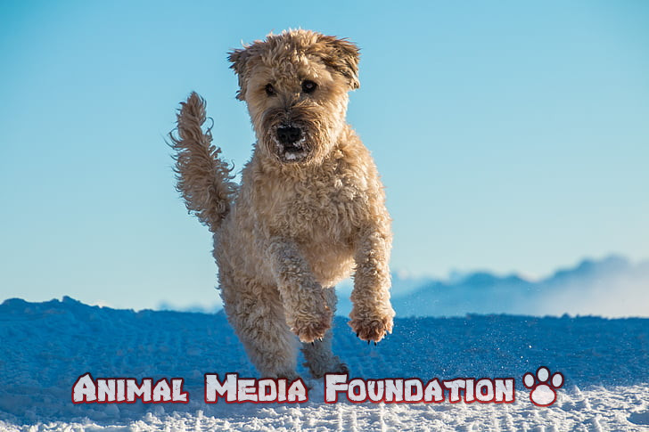 soft-coated wheaten terrier price
