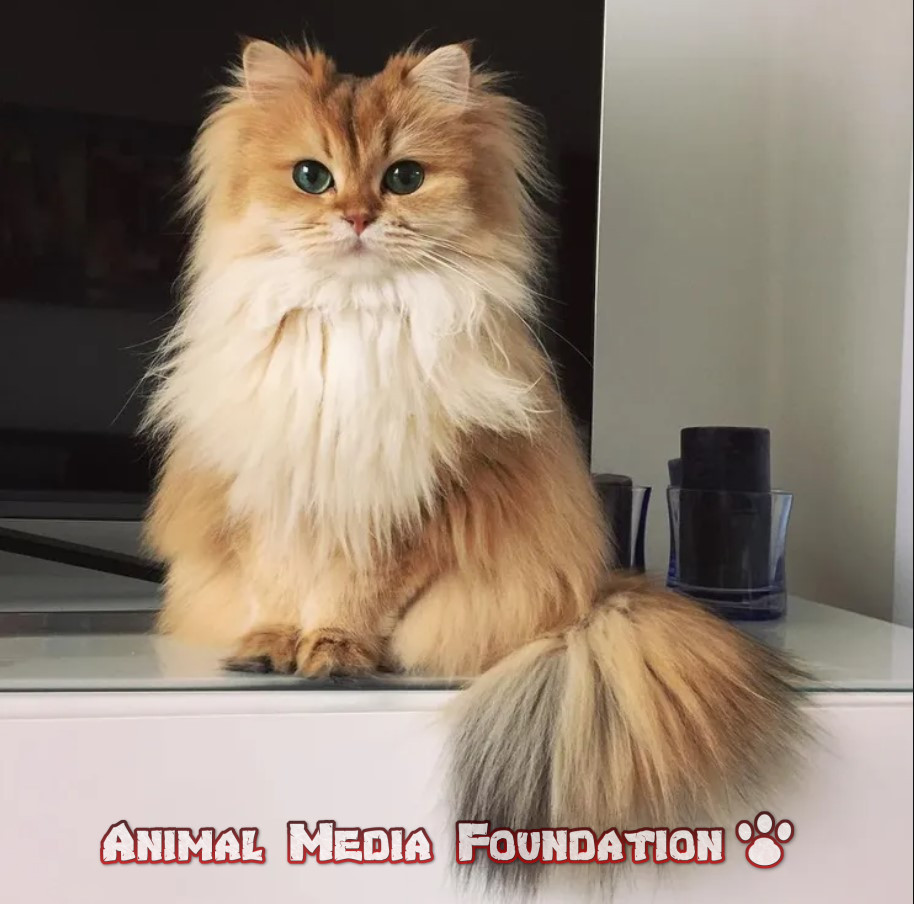 Which breed of cat is fluffy