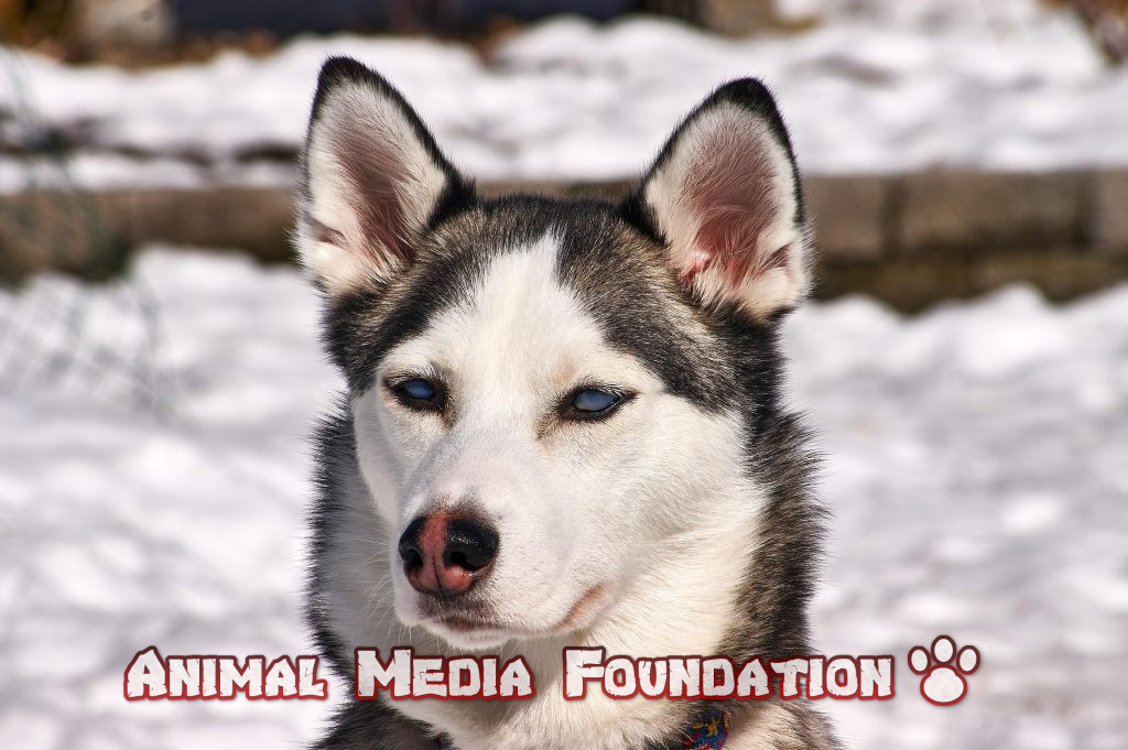 Are Siberian Husky good family dogs