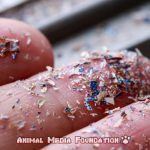 Microplastics found in the meat, milk and blood of farm animals