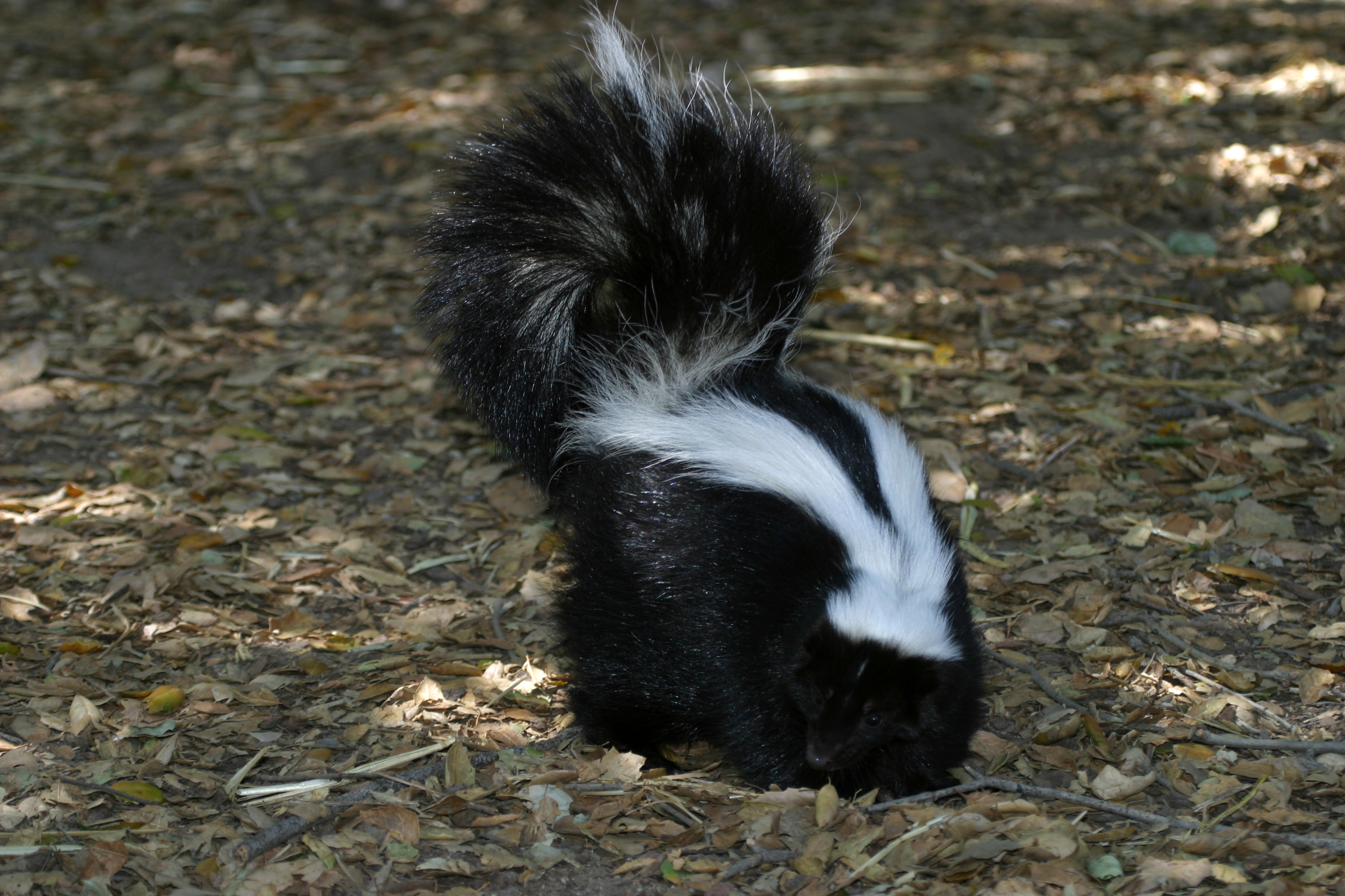 Can you touch baby skunks?