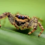 Are spiders classified as insects?