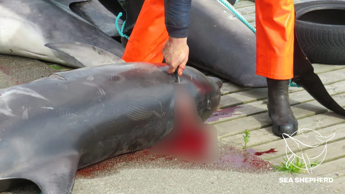 100 bottlenose dolphins stabbed to death in Faroe