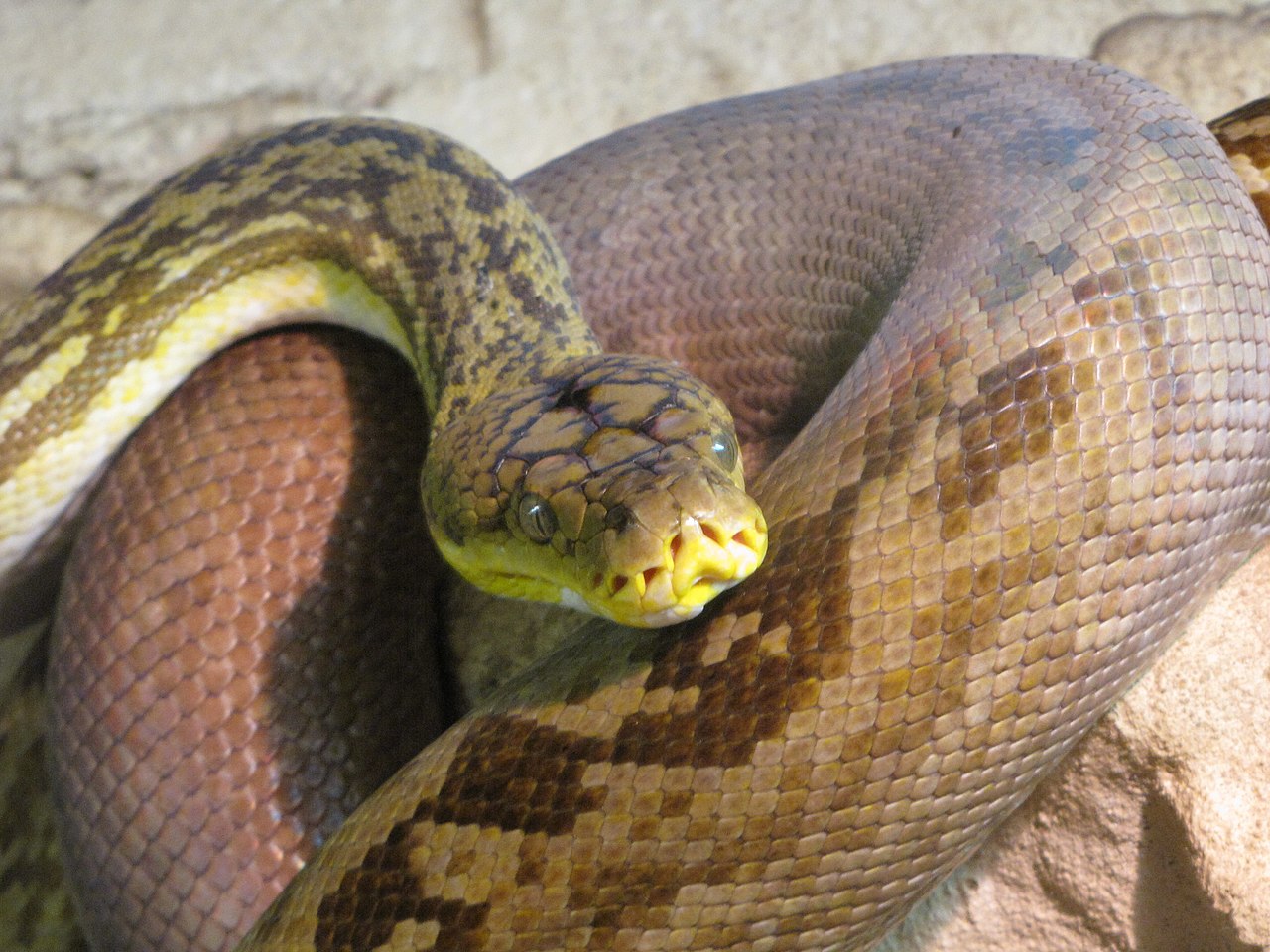 timor python for sale