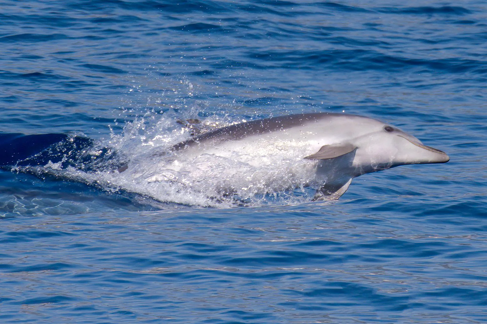 A specimen of bottlenose dolphin in the Ligurian Sea. Credit: Andrea Centini