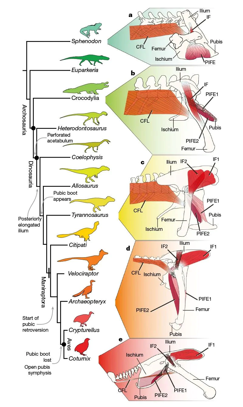 Pelvic bones of reptiles, dinosaurs and birds / Credit: Griffin et al., Nature, 2022.