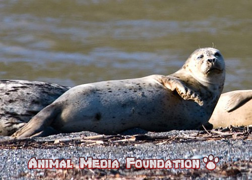 how do harbor seals hunt