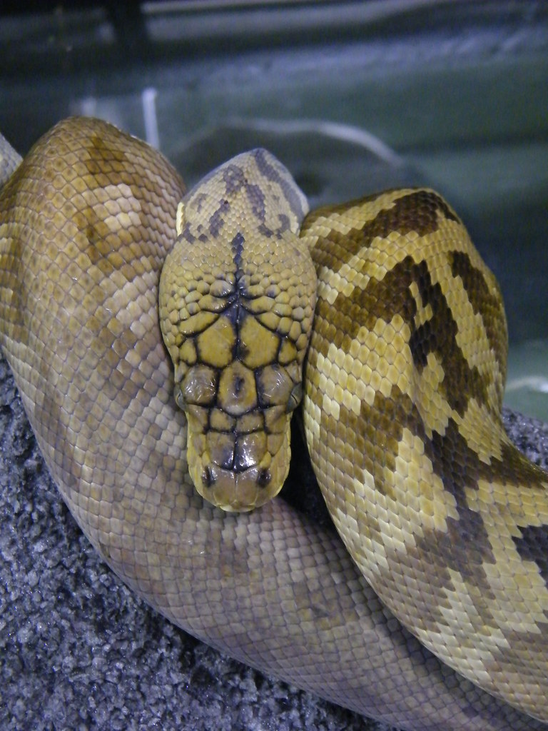 timor python temperament