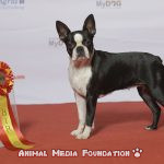 Which are the most beautiful Pictures of Boston Terriers?