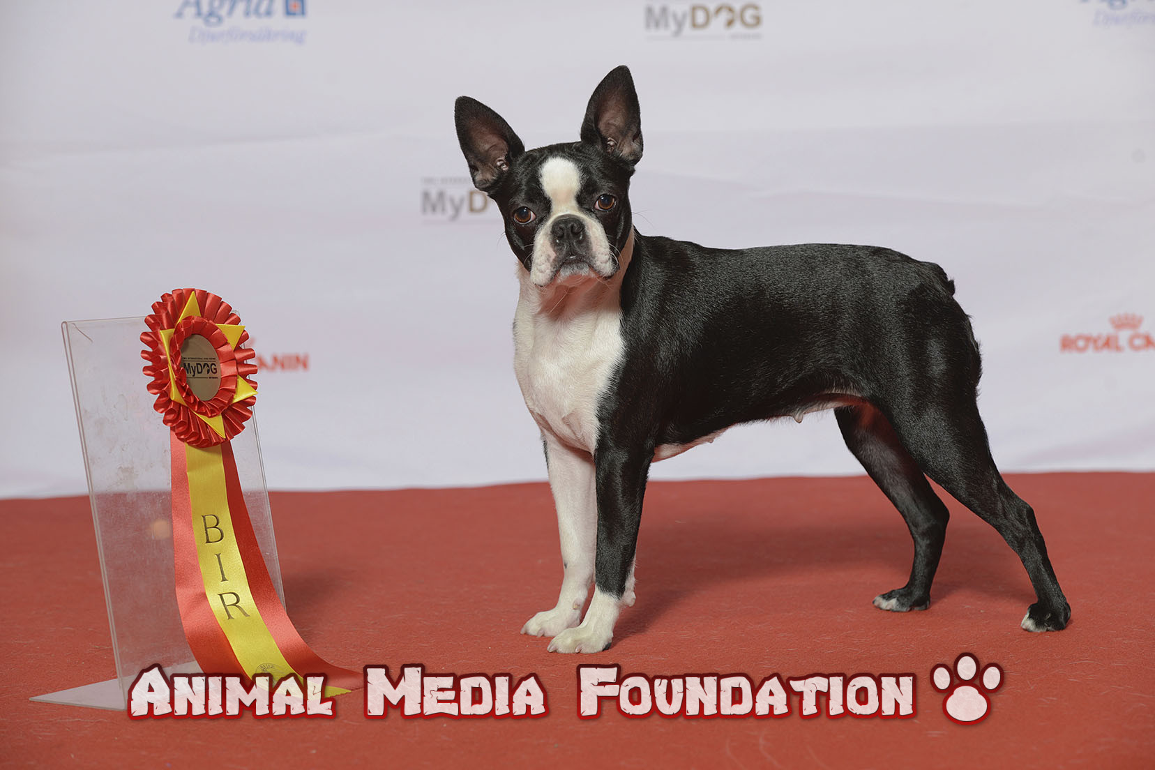 Pictures of Boston Terriers