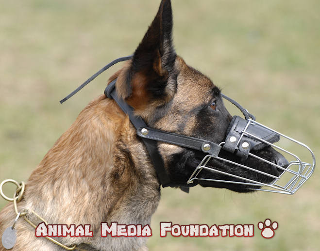Malinois cable