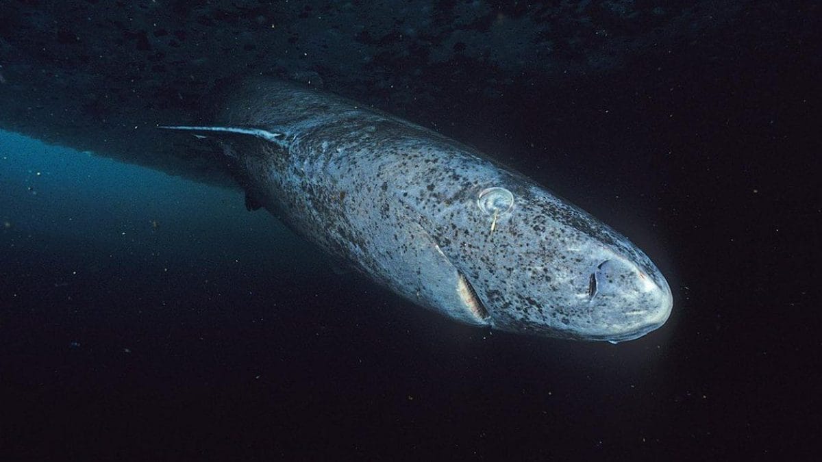 Greenland shark spotted in the Caribbean