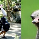 He disguises himself as an ostrich to simulate an escape from the zoo: exhilarating exercise in Thailand