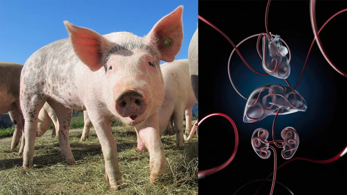 Heartbeat, circulation and vital functions are restored in the organs of pigs that have been dead for an hour