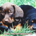 What are black and tan coonhound puppies?