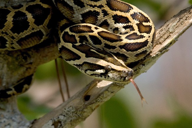 timor python habitat