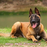 What does the Malinois cable look like?