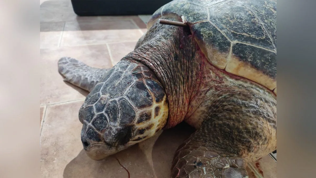 Sea turtle wounded in Puglia with a speargun: the shaft stuck between the neck and the carapace