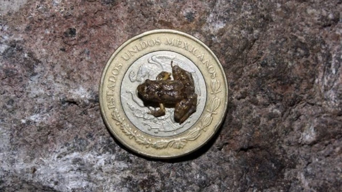Six new species of tiny frogs were discovered in the forests of Mexico