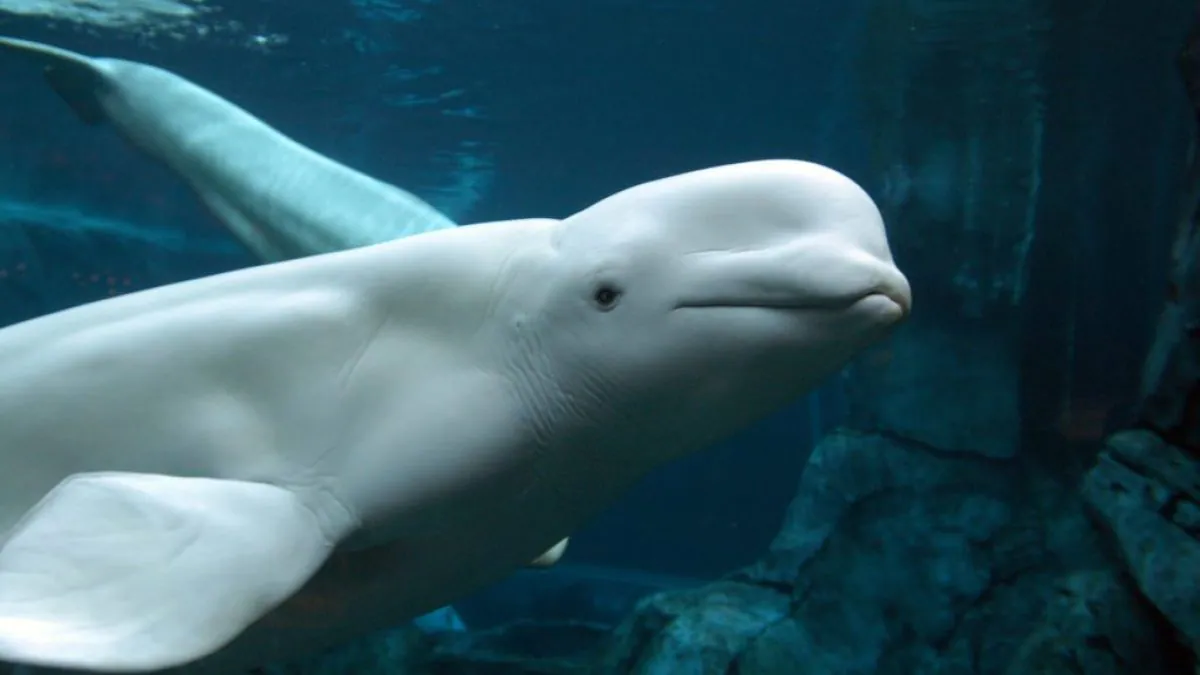 What do we know about the beluga stuck