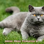 What is the Complete Guide to British Shorthairs and their Nutritional Diet?