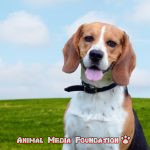What is a picture of a Beagle?