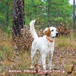What is a bird dog ranch?