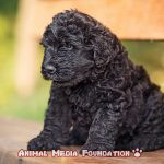 What are Black Russian Terrier Puppies?